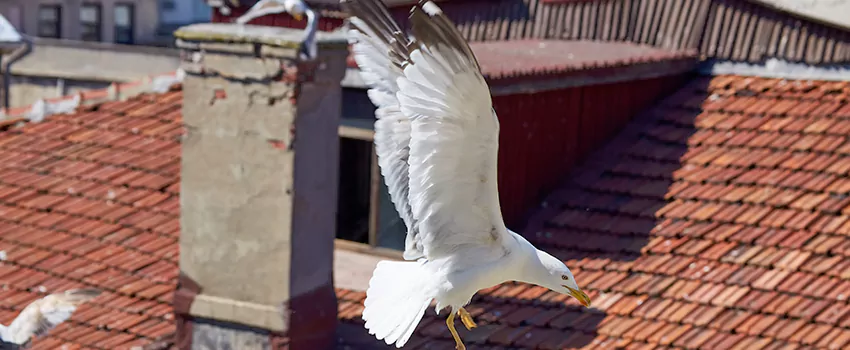 Residential Chimney Animal Removal Solution in Beaver Dam, WI