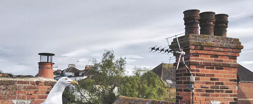 Chimney Cleaning And Restoration in Beaver Dam, Wisconsin